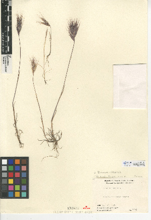  (Bromus madritensis subsp. rubens - CCDB-24954-A11)  @11 [ ] CreativeCommons - Attribution Non-Commercial Share-Alike (2015) SDNHM San Diego Natural History Museum