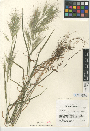  (Bromus madritensis - CCDB-24954-C11)  @11 [ ] CreativeCommons - Attribution Non-Commercial Share-Alike (2015) SDNHM San Diego Natural History Museum