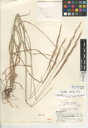  (Agrostis pallens - CCDB-24954-E06)  @11 [ ] CreativeCommons - Attribution Non-Commercial Share-Alike (2015) SDNHM San Diego Natural History Museum