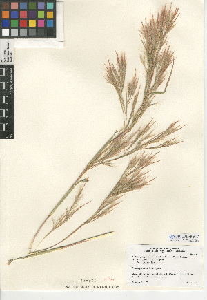  (Andropogon glomeratus var. scabriglumis - CCDB-24954-E07)  @11 [ ] CreativeCommons - Attribution Non-Commercial Share-Alike (2015) SDNHM San Diego Natural History Museum