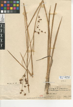  (Juncus phaeocephalus var. paniculatus - CCDB-24954-F01)  @11 [ ] CreativeCommons - Attribution Non-Commercial Share-Alike (2015) SDNHM San Diego Natural History Museum