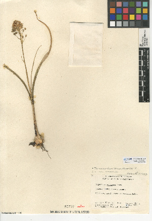  (Toxicoscordion venenosum - CCDB-24954-G04)  @11 [ ] CreativeCommons - Attribution Non-Commercial Share-Alike (2015) SDNHM San Diego Natural History Museum