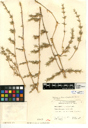  (Distichlis littoralis - CCDB-24955-A03)  @11 [ ] CreativeCommons - Attribution Non-Commercial Share-Alike (2015) SDNHM San Diego Natural History Museum