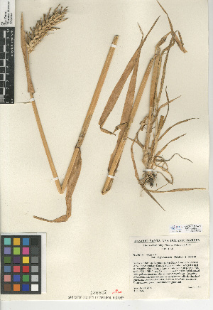  (Hordeum vulgare var. trifurcatum - CCDB-24955-A10)  @11 [ ] CreativeCommons - Attribution Non-Commercial Share-Alike (2015) SDNHM San Diego Natural History Museum