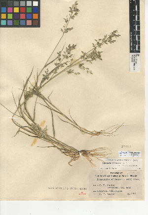  (Eragrostis cilianensis - CCDB-24955-B06)  @11 [ ] CreativeCommons - Attribution Non-Commercial Share-Alike (2015) SDNHM San Diego Natural History Museum