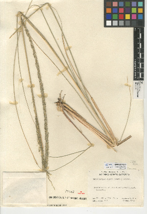  (Muhlenbergia rigens - CCDB-24955-B12)  @11 [ ] CreativeCommons - Attribution Non-Commercial Share-Alike (2015) SDNHM San Diego Natural History Museum