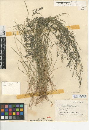  (Eragrostis pectinacea var. pectinacea - CCDB-24955-C07)  @11 [ ] CreativeCommons - Attribution Non-Commercial Share-Alike (2015) SDNHM San Diego Natural History Museum