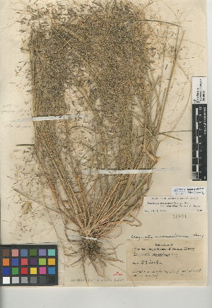  (Eragrostis pectinacea var. miserrima - CCDB-24955-D07)  @11 [ ] CreativeCommons - Attribution Non-Commercial Share-Alike (2015) SDNHM San Diego Natural History Museum