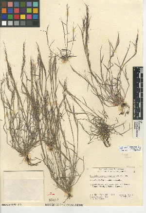  (Muhlenbergia microsperma - CCDB-24955-E12)  @11 [ ] CreativeCommons - Attribution Non-Commercial Share-Alike (2015) SDNHM San Diego Natural History Museum
