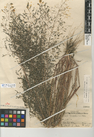  (Eragrostis mexicana subsp mexicana - CCDB-24955-G07)  @11 [ ] CreativeCommons - Attribution Non-Commercial Share-Alike (2015) SDNHM San Diego Natural History Museum