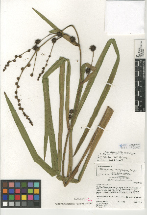  (Sparganium eurycarpum var. eurycarpum - CCDB-24956-B12)  @11 [ ] CreativeCommons - Attribution Non-Commercial Share-Alike (2015) SDNHM San Diego Natural History Museum