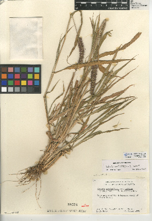  (Setaria verticilliformis - CCDB-24956-D06)  @11 [ ] CreativeCommons - Attribution Non-Commercial Share-Alike (2015) SDNHM San Diego Natural History Museum