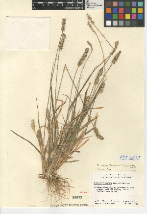  (Setaria pumila subsp. pumila - CCDB-24956-E06)  @11 [ ] CreativeCommons - Attribution Non-Commercial Share-Alike (2015) SDNHM San Diego Natural History Museum