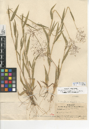  (Panicum acuminatum var. fasciculatum - CCDB-24956-G01)  @11 [ ] CreativeCommons - Attribution Non-Commercial Share-Alike (2015) SDNHM San Diego Natural History Museum
