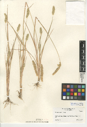  (Phalaris lemmonii - CCDB-24956-G03)  @11 [ ] CreativeCommons - Attribution Non-Commercial Share-Alike (2015) SDNHM San Diego Natural History Museum