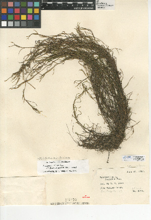  (Potamogeton foliosus subsp. foliosus - CCDB-24956-G10)  @11 [ ] CreativeCommons - Attribution Non-Commercial Share-Alike (2015) SDNHM San Diego Natural History Museum