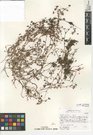  (Trifolium variegatum var. variegatum - CCDB-24957-A05)  @11 [ ] CreativeCommons - Attribution Non-Commercial Share-Alike (2015) SDNHM San Diego Natural History Museum