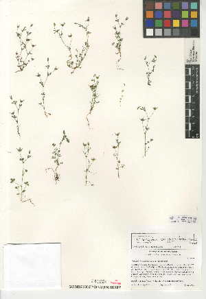  (Trifolium variegatum var. geminiflorum - CCDB-24957-B03)  @11 [ ] CreativeCommons - Attribution Non-Commercial Share-Alike (2015) SDNHM San Diego Natural History Museum