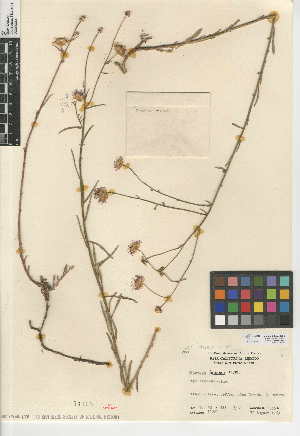  (Erigeron foliosus var. foliosus - CCDB-24957-C09)  @11 [ ] CreativeCommons - Attribution Non-Commercial Share-Alike (2015) SDNHM San Diego Natural History Museum