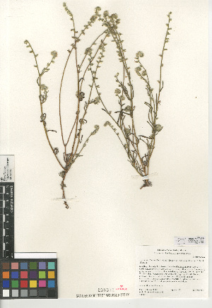  (Cryptantha intermedia var. johnstonii - CCDB-24957-D05)  @11 [ ] CreativeCommons - Attribution Non-Commercial Share-Alike (2015) SDNHM San Diego Natural History Museum