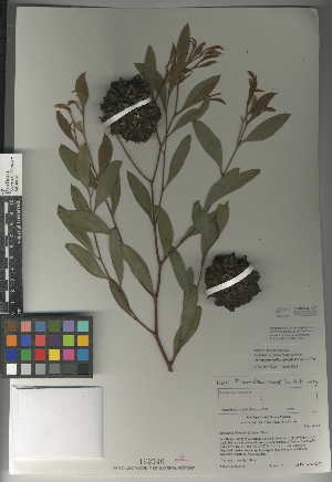  (Eucalyptus conferruminata - CCDB-24957-G07)  @11 [ ] CreativeCommons - Attribution Non-Commercial Share-Alike (2015) SDNHM San Diego Natural History Museum