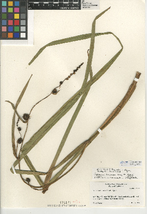  (Sparganium eurycarpum var. greenei - CCDB-24957-H01)  @11 [ ] CreativeCommons - Attribution Non-Commercial Share-Alike (2015) SDNHM San Diego Natural History Museum