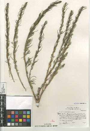  ( - CCDB-24960-A02)  @11 [ ] CreativeCommons - Attribution Non-Commercial Share-Alike (2015) SDNHM San Diego Natural History Museum