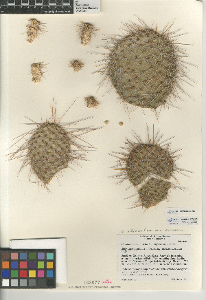  (Opuntia polyacantha - CCDB-24960-A03)  @11 [ ] CreativeCommons - Attribution Non-Commercial Share-Alike (2015) SDHNM San Diego Natural History Museum