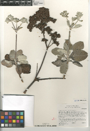  (Eriogonum giganteum - CCDB-24960-A09)  @11 [ ] CreativeCommons - Attribution Non-Commercial Share-Alike (2015) SDNHM San Diego Natural History Museum