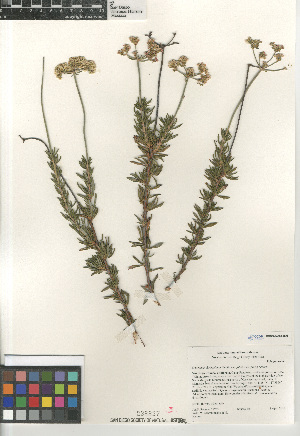  (Eriogonum fasciculatum - CCDB-24960-B09)  @11 [ ] CreativeCommons - Attribution Non-Commercial Share-Alike (2015) SDNHM San Diego Natural History Museum