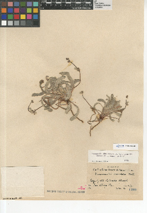  (Nemacaulis denudata gracilis - CCDB-24960-B11)  @11 [ ] CreativeCommons - Attribution Non-Commercial Share-Alike (2015) SDNHM San Diego Natural History Museum