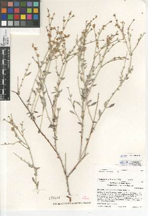  (Eriogonum wrightii - CCDB-24960-C11)  @11 [ ] CreativeCommons - Attribution Non-Commercial Share-Alike (2015) SDNHM San Diego Natural History Museum