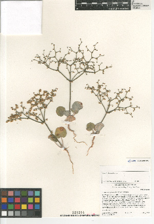  (Eriogonum deflexum - CCDB-24960-E09)  @11 [ ] CreativeCommons - Attribution Non-Commercial Share-Alike (2015) SDNHM San Diego Natural History Museum