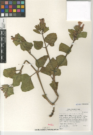  (Mirabilis multiflora - CCDB-24960-H07)  @11 [ ] CreativeCommons - Attribution Non-Commercial Share-Alike (2015) SDNHM San Diego Natural History Museum