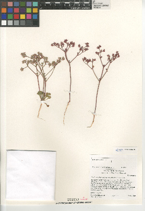  (Chorizanthe fimbriata laciniata - CCDB-24960-H08)  @11 [ ] CreativeCommons - Attribution Non-Commercial Share-Alike (2015) SDNHM San Diego Natural History Museum