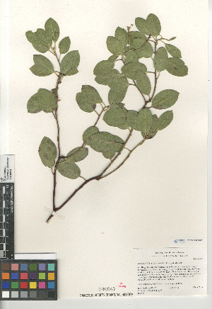  (Arctostaphylos rainbowensis - CCDB-24962-B02)  @11 [ ] CreativeCommons - Attribution Non-Commercial Share-Alike (2015) SDNHM San Diego Natural History Museum