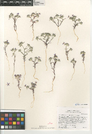  (Eriastrum eremicum - CCDB-24962-B03)  @11 [ ] CreativeCommons - Attribution Non-Commercial Share-Alike (2015) SDNHM San Diego Natural History Museum