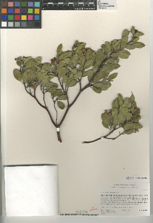  (Arctostaphylos pungens - CCDB-24962-C02)  @11 [ ] CreativeCommons - Attribution Non-Commercial Share-Alike (2015) SDNHM San Diego Natural History Museum