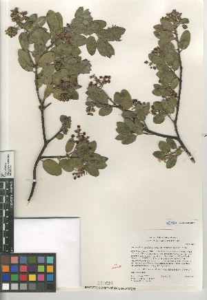  (Arctostaphylos glandulosa - CCDB-24962-D02)  @11 [ ] CreativeCommons - Attribution Non-Commercial Share-Alike (2015) SDNHM San Diego Natural History Museum