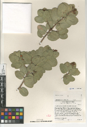  (Arctostaphylos glandulosa adamsii - CCDB-24962-E02)  @11 [ ] CreativeCommons - Attribution Non-Commercial Share-Alike (2015) SDNHM San Diego Natural History Museum