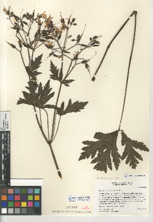  (Geranium palmatum - CCDB-24943-B07)  @11 [ ] CreativeCommons - Attribution Non-Commercial Share-Alike (2015) SDNHM San Diego Natural History Museum