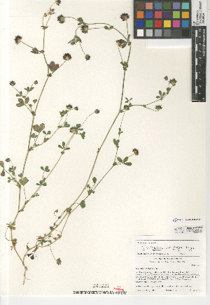  (Trifolium variegatum var. major - CCDB-24957-C03)  @11 [ ] CreativeCommons - Attribution Non-Commercial Share-Alike (2015) SDNHM San Diego Natural History Museum