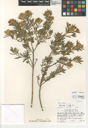  (Genista linifolia - CCDB-24962-H05)  @11 [ ] CreativeCommons - Attribution Non-Commercial Share-Alike (2015) SDNHM San Diego Natural History Museum