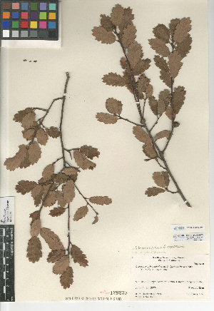  (Quercus berberidifolia x engelmannii - CCDB-24943-G03)  @11 [ ] CreativeCommons - Attribution Non-Commercial Share-Alike (2015) SDNHM San Diego Natural History Museum