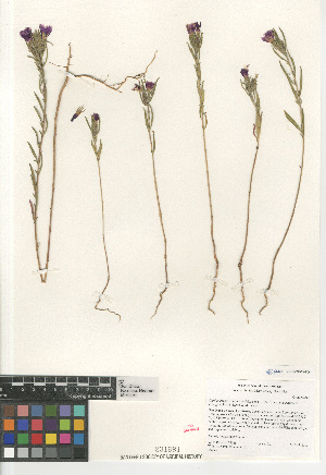  (Clarkia purpurea quadrivulnera - CCDB-24963-B06)  @11 [ ] CreativeCommons - Attribution Non-Commercial Share-Alike (2015) SDNHM San Diego Natural History Museum