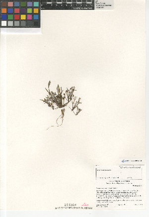  ( - CCDB-24963-C02)  @11 [ ] CreativeCommons - Attribution Non-Commercial Share-Alike (2015) SDNHM San Diego Natural History Museum