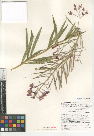  (Chamerion angustifolium circumvagum - CCDB-24963-C06)  @11 [ ] CreativeCommons - Attribution Non-Commercial Share-Alike (2015) SDNHM San Diego Natural History Museum