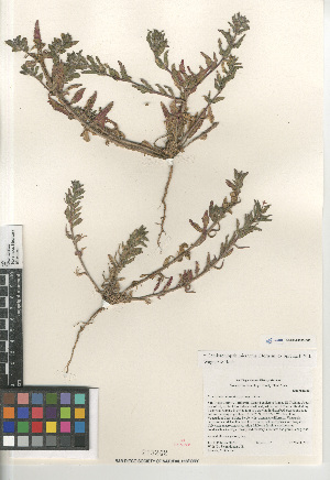  ( - CCDB-24963-D06)  @11 [ ] CreativeCommons - Attribution Non-Commercial Share-Alike (2015) SDNHM San Diego Natural History Museum