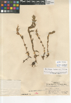  (Epilobium hallianum - CCDB-24963-D07)  @11 [ ] CreativeCommons - Attribution Non-Commercial Share-Alike (2015) SDNHM San Diego Natural History Museum