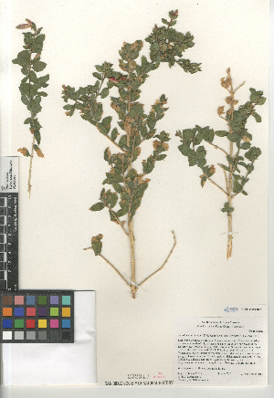  (Epilobium canum garrettii - CCDB-24963-E07)  @11 [ ] CreativeCommons - Attribution Non-Commercial Share-Alike (2015) SDNHM San Diego Natural History Museum